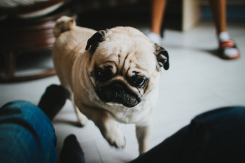 fawn pug on floor fawn pug on floor