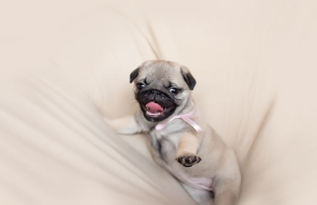 fawn pug puppy fawn pug puppy