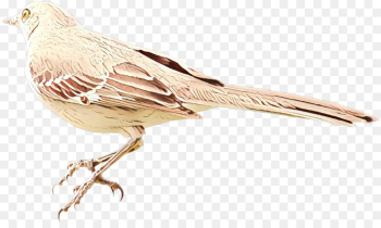 Feather