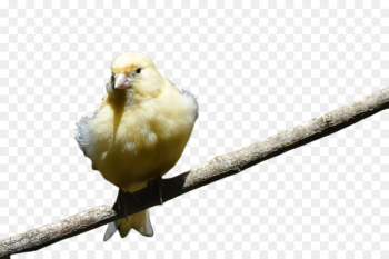 Feather Feather