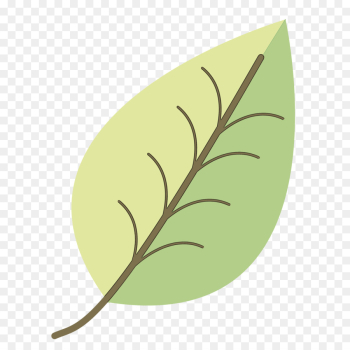 Feather Feather
