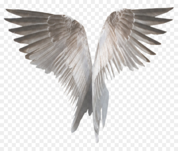 Feather Feather
