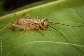 Feeder House Cricket Feeder House Cricket