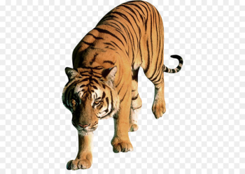 Felidae Leopard Lion Portable Network Graphics Bengal tiger - leopard 