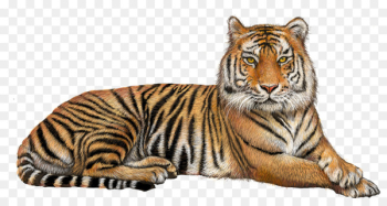 Felidae Lion Bengal tiger Transparency Portable Network Graphics - lion 