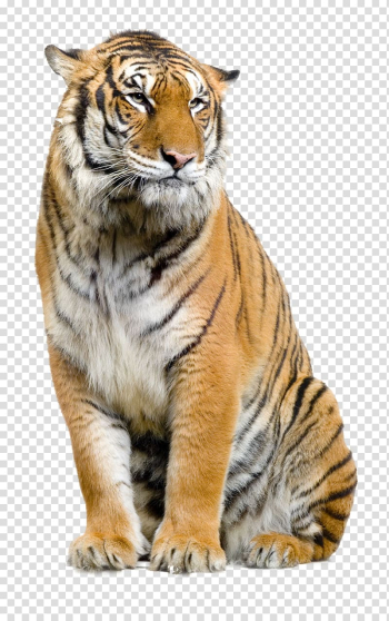 Felidae Lion Sumatran tiger , animal brush transparent background PNG clipart Felidae Lion Sumatran tiger , animal brush transparent background PNG clipart
