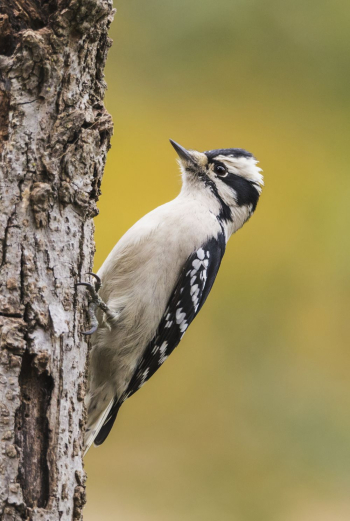 Female downy woodpecker bird. Free | Free Photo - rawpixel Female downy woodpecker bird. Free | Free Photo - rawpixel