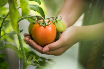 Female hand holding tomato on organic farm Female hand holding tomato on organic farm