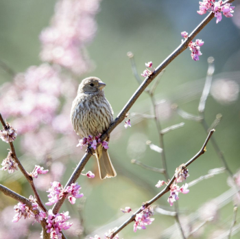 Female house finch. Free public | Free Photo - rawpixel Female house finch. Free public | Free Photo - rawpixel