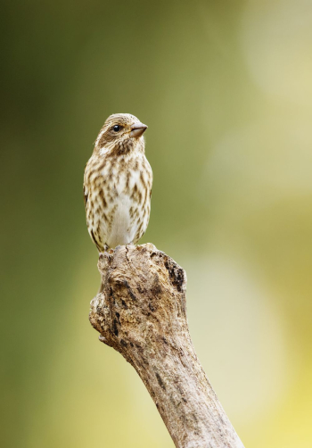 Female purple finch bird. Free | Free Photo - rawpixel Female purple finch bird. Free | Free Photo - rawpixel
