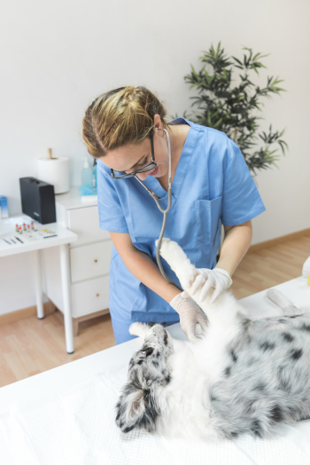 Female veterinarian checking dog with stethoscope in clinic Female veterinarian checking dog with stethoscope in clinic