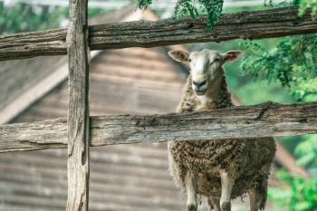 Fenced In Sheep