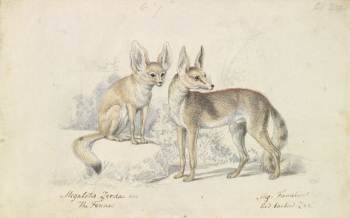 Fennec of Bruce and Red | Free Photo - rawpixel Fennec of Bruce and Red | Free Photo - rawpixel