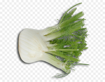 Fennel, Scallion, Italian Cuisine, Plant PNG Fennel, Scallion, Italian Cuisine, Plant PNG