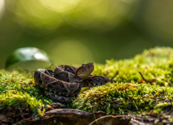 Fer De Lance Fer De Lance