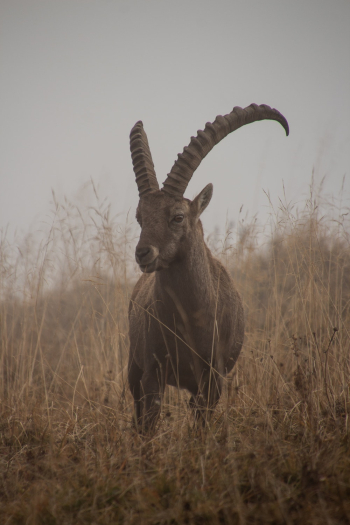 Feral Goat Feral Goat