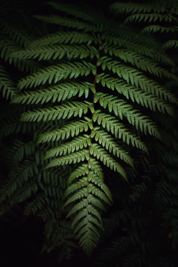 Fern Background