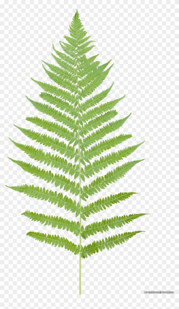 Fern Clipart Transparent Background - Fern Leaf Png