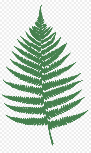 Fern Clipart Transparent - Fern Leaf Clipart