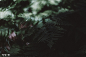 Fern in dark and light gradient | Free public domain photo - 444805 Fern in dark and light gradient | Free public domain photo - 444805