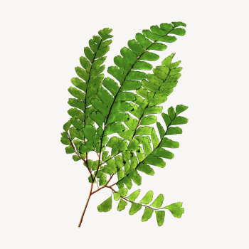 Fern leaf branch clipart, botanical | Free Photo - rawpixel Fern leaf branch clipart, botanical | Free Photo - rawpixel