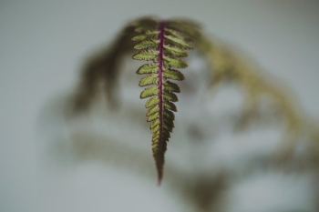 Fern Leaf Closeup Fern Leaf Closeup