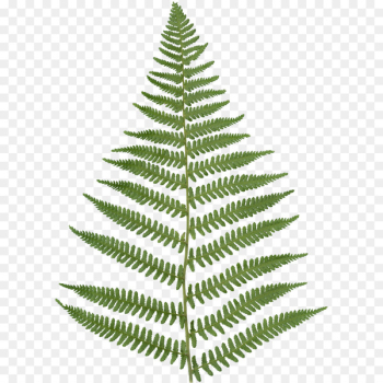 Fern Leaf Embryophyta Frond Clip art - fern Fern Leaf Embryophyta Frond Clip art - fern