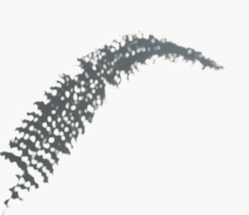Fern leaf on a white wall | Free transparent png - 557593 Fern leaf on a white wall | Free transparent png - 557593