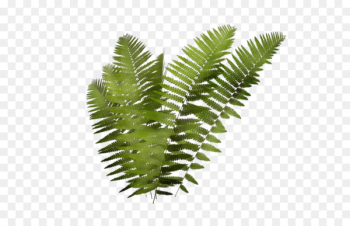 Fern Leaf Plant stem Tree Terrestrial plant - Fern Leaf Plant stem Tree Terrestrial plant -