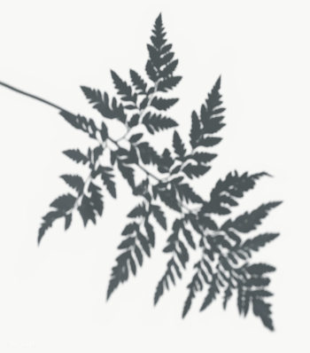 Fern leaf shadow on a white wall | Free transparent png - 557588 Fern leaf shadow on a white wall | Free transparent png - 557588