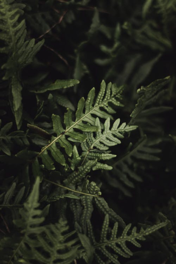 Fern Leaves in Close-up Photography · Free Stock Photo Fern Leaves in Close-up Photography · Free Stock Photo