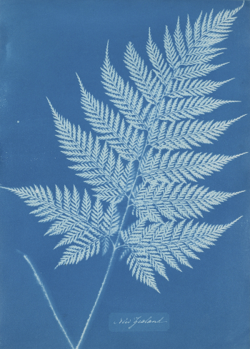fern-like leaf frond; medium blue | Free Photo - rawpixel fern-like leaf frond; medium blue | Free Photo - rawpixel