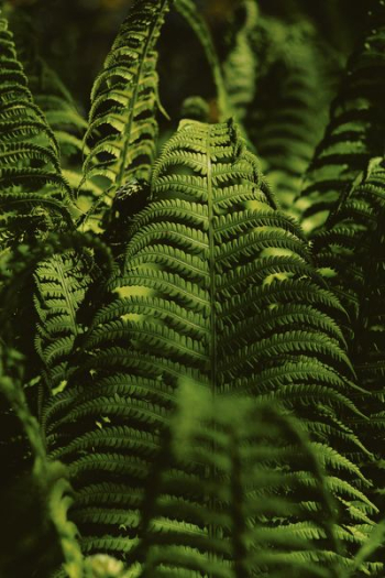 fern plants