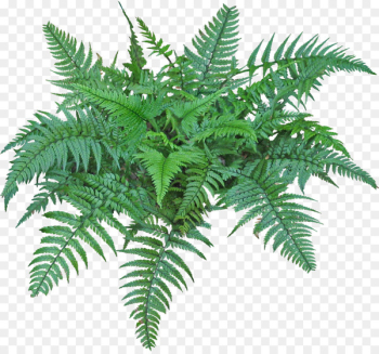 Fern Portable Network Graphics Burknar Vascular plant Clip art - tropical plants 