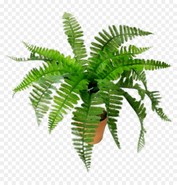 Fern Terrestrial plant Leaf Plants -  