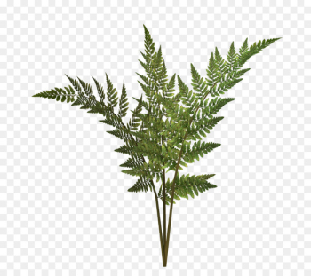 Fern Vector graphics Plants Image Portable Network Graphics -  