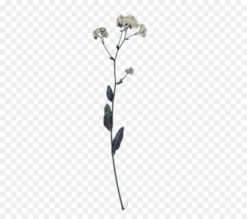 Fescues Flower Euclidean vector Illustration - Dried flower branches vector illustration buckle material 