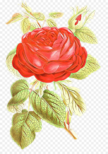 Fial, Garden Roses, Flower PNG Fial, Garden Roses, Flower PNG