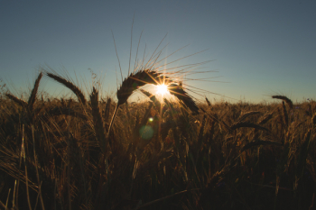 Field of barley Field of barley