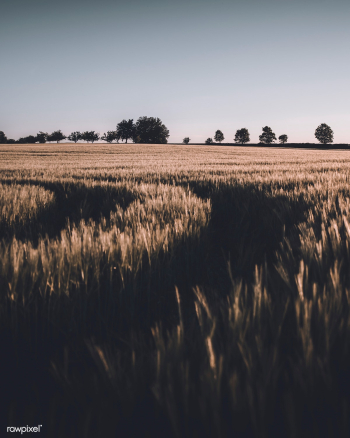 Field of barley | Free stock photo - 560264 Field of barley | Free stock photo - 560264