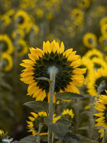 Field of beautiful blooming sunflowers | Free stock photo - 488395 Field of beautiful blooming sunflowers | Free stock photo - 488395