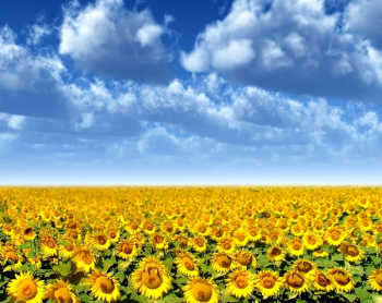 field of blooming sunflowers