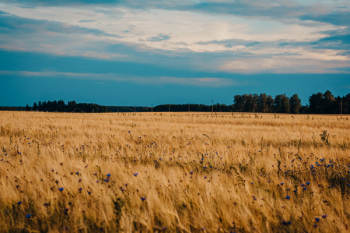 Field of Brown Wheat Field of Brown Wheat