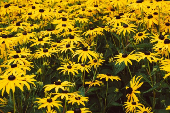Field Of Daisies Field Of Daisies