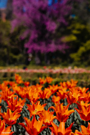 Field of orange flowers | Free stock photo - 937542 Field of orange flowers | Free stock photo - 937542