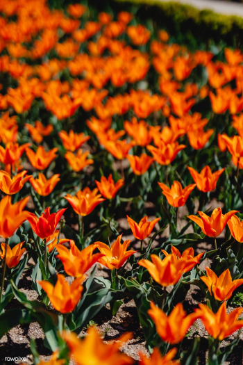 Field of orange flowers | Free stock photo - 937699 Field of orange flowers | Free stock photo - 937699