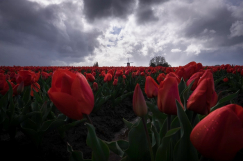 Field Of Red Tulips Flowers Under Cloudy Sky Field Of Red Tulips Flowers Under Cloudy Sky