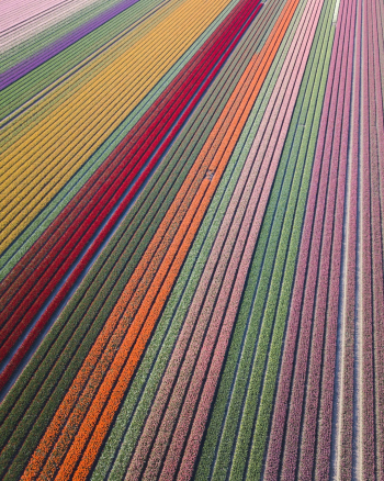Field of tulips in the Netherlands. Field of tulips in the Netherlands.