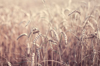 field of wheat field of wheat