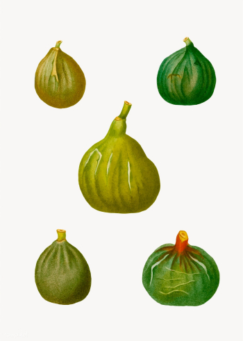 Figs and ficus | Free stock vector - 568728 Figs and ficus | Free stock vector - 568728
